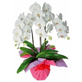 ��֌Ӓ���3�{��(��)�y���������z