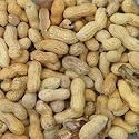 McRice Photo Papers 12'x12' Peanuts; 25 Items/Order