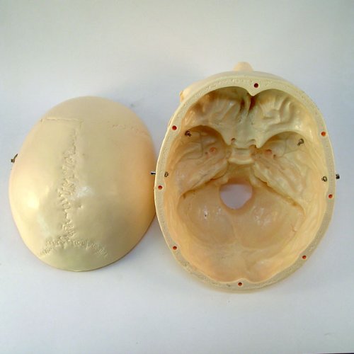 Life Size Model Human Skull