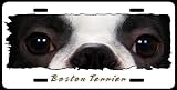 Boston Terrier (on white) 