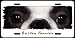boston terrier - Boston Terrier (on white) 