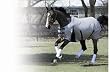 Centaur Athletic Fly Sheet