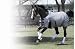 Centaur Athletic Fly Sheet