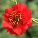 Ruby Red Geum - 50 Seeds - Seed Needs Envelope