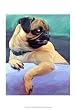 Ugly Betty by Robert McClintock 11.00X14.00. Art Poster Print