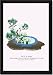 Framed Art Poster 20x30, Oimatsu And Shiragiku (Pine and White Winter Chrysanthemum)...