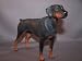 Doberman Standing Dog Figure Dogs & Pups Galore Figurine