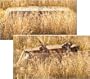 Avery 12' Fast Break Ground Hunting Blind
