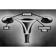 Buy Adolescence, Human Anatomy, and Sex Ed: Physical Aspects of Puberty DVD (1953)