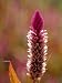 Flower of the Wild Form of Plumed Cockscomb, Celosia Argentea Photographic Poster Print by Jason Edwards, 24x32