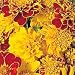 Seeds of Change S10617 Certified Organic Double Pinwheel Marigold