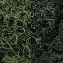 Lichen, Dark Green Mix 3Qt