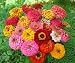400 + Pumila Zinnia Flower BULK Seeds MIXED COLORS