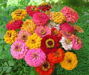 *Seeds and Things 400 + Pumila Zinnia Flower BULK Seeds MIXED COLORS *Seeds and Things 400 + Pumila Zinnia Flower BULK Seeds MIXED COLORS