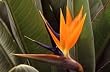 Bird of Paradise Plant Five Gallon Shipped Potted in Soil