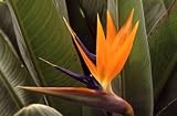 Bird of Paradise Plant Five Gallon Shipped Potted in Soil