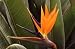 Bird of Paradise Plant Five Gallon Shipped Potted in Soil