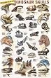 Dinosaur Skull Poster