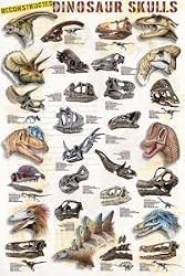 Dinosaur Skull Poster