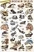 Dinosaur Skull Poster