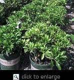 Pieris Mountain Fire One Gallon