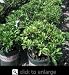 Pieris Mountain Fire One Gallon