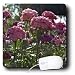 WhiteOak Photography Floral Prints - Beautiful pink Sweet Williams - Mouse Pads