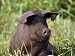 Humourous Portrait of a Domestic Pig with Comical Ears Animal Photographic Poster Print by Jason Edw