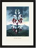 Black Framed/Matted Print 17x23, The China Limodoron