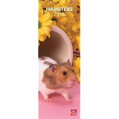 Hamsters 2013 - Original BrownTrout-Kalender - Slimline