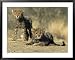 Cheetah Cubs, Acinonyx Jubatus, Duesternbrook Private Game Reserve, Windhoek, Namibia, Africa Animals Framed Art Poster Print by Thorsten Milse, 39x31