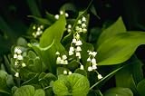 Lily of the Valley 15 Seeds-Convallaria-Shade Perennial