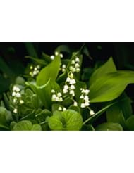 Lawn & Patio: Lily of the Valley 15 Seeds-Convallaria-Shade Perennial
