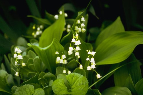 Lily of the Valley 15 Seeds-Convallaria-Shade Perennial Lily of the Valley 15 Seeds-Convallaria-Shade Perennial