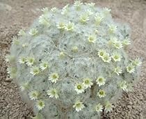 Feather Cactus Plant - Mammilliaria plumosa