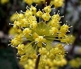 Eigenschaften tropical.garden  / Kornellkirsche - Cornus mas 15K