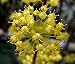 Kornellkirsche - Cornus mas 15K