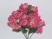 Dew Drop Hydrangea Bush-Mauve