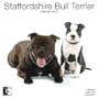 Staffordshire Bull Terrier 2010 Wall Calendar AP30473