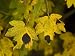 Acer Campestre, Infected with Tar Spot Fungus Rhytisma Acerinum Photographic Poster P...