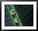 Dress Studs with Diamonds Found in Wreckage of the Spanish Galleon Nuestra Senora De La Concepcion Framed Art Poster Print by Sisse Brimberg, 31x25