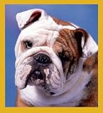 Bulldog Portrait Bookmark