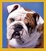   - Bulldog Portrait Bookmark