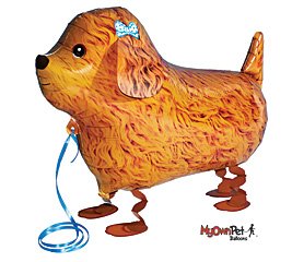 Cute Toy Poodle My Own Pet Collection 26