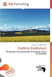 Callitris Endlicheri ENDLICHERI☆ENDLICHERI