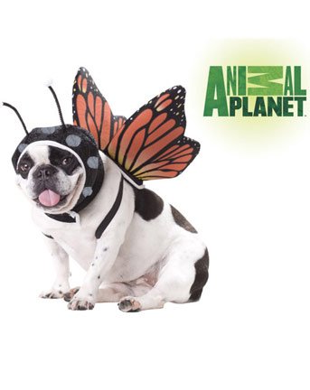 Animal Planet - Butterfly Pet Costume