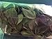 Herbs ~ 1/2 oz Wintergreen ~ Mostly whole leaves ~ Ravenz Roost herbs with special info on lablel