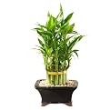 Double Lucky Pyramid Bamboo