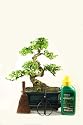 Bonsai tree gift set - Flowering Ligustrum