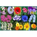Wildflower Seeds 1000+ Low Growing